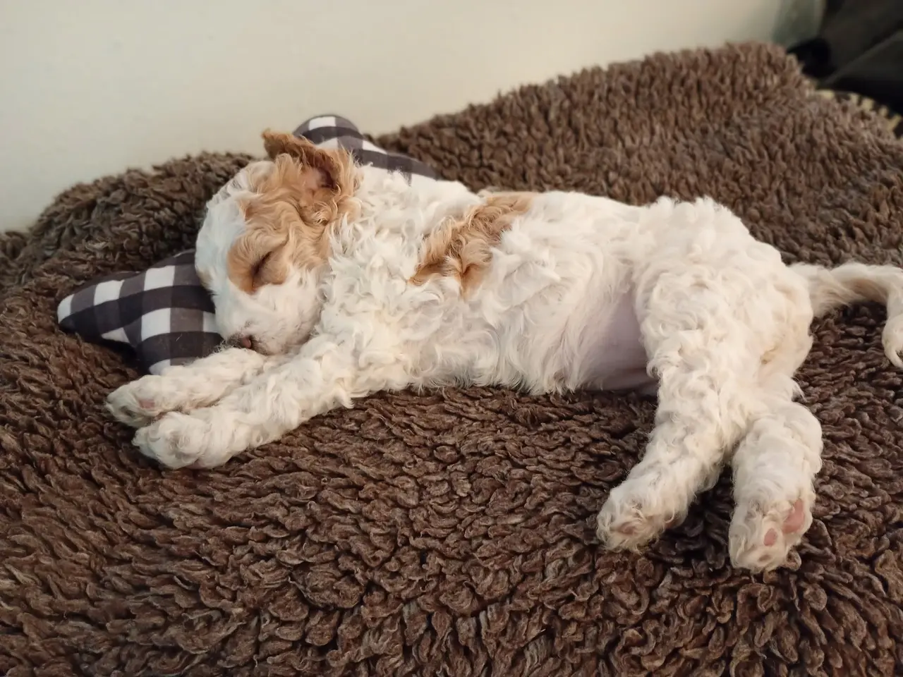 Billede 5 - Coackapoo hvalpe(50% cocker spaniel og 50% puddel)