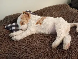 Coackapoo hvalpe(50% cocker spaniel og 50% puddel) - 4