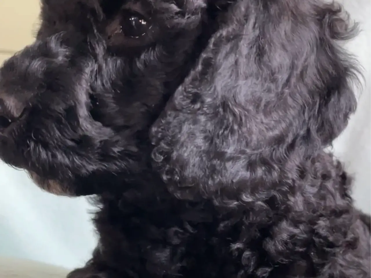 Billede 4 - Hundehvalpe Cavapoo /stor puddel