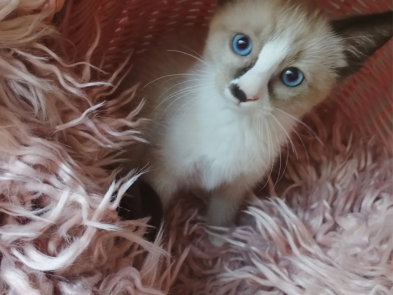Billede 3 - Lækre ragdoll-siameser-HB blandings killinger