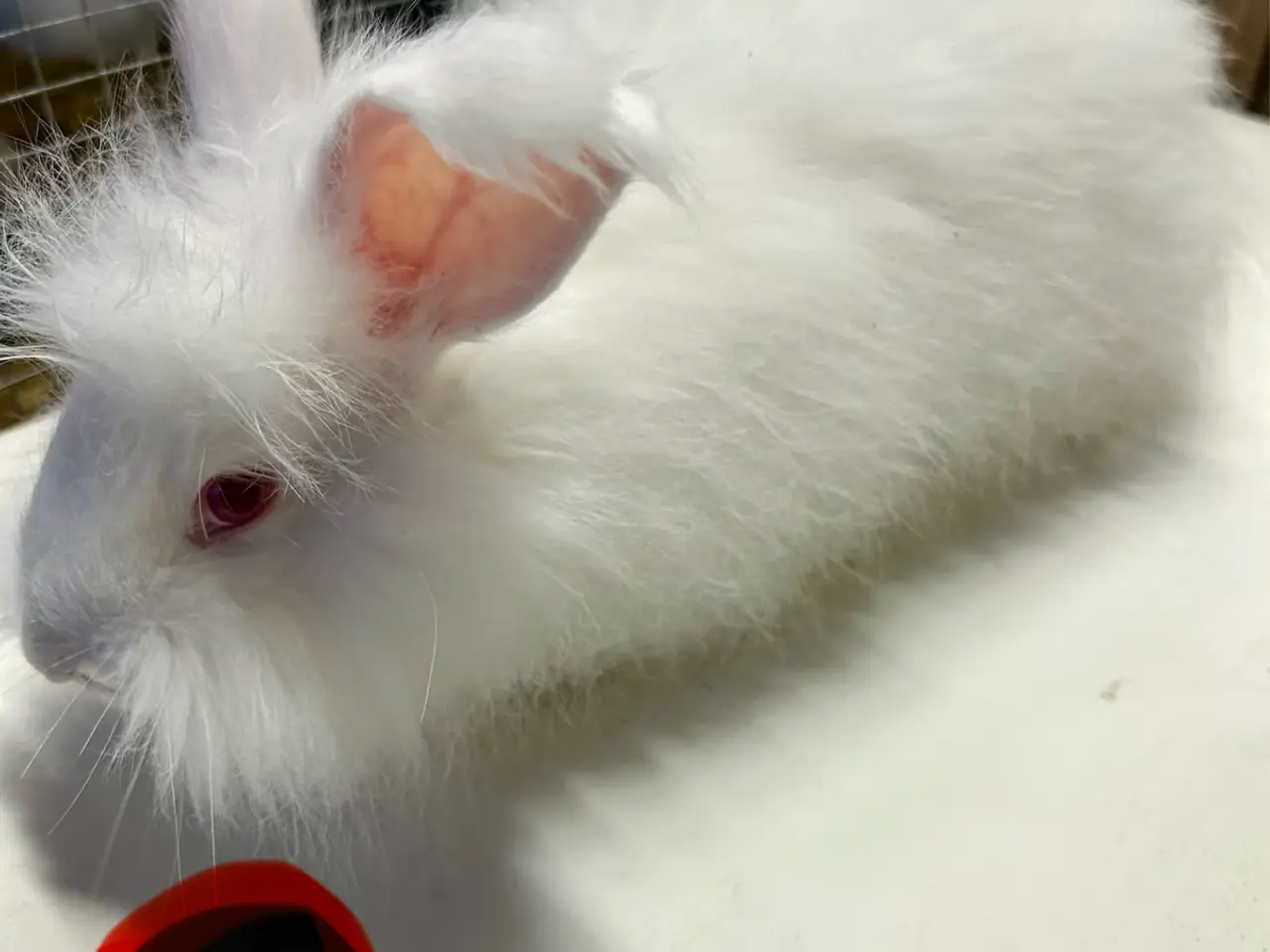 Billede 1 - Angora kanin unger