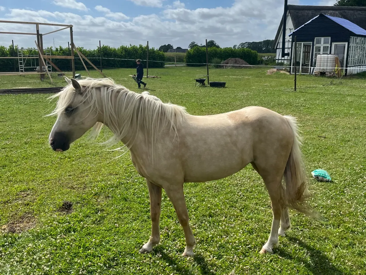 Billede 10 - Skøn pony hoppe med god spring mulighed  