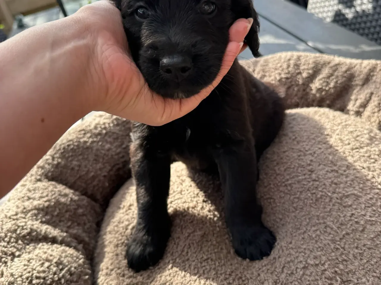 Billede 4 - God retriever/doodle-mix bamser