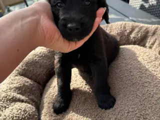 God retriever/doodle-mix bamser - 4