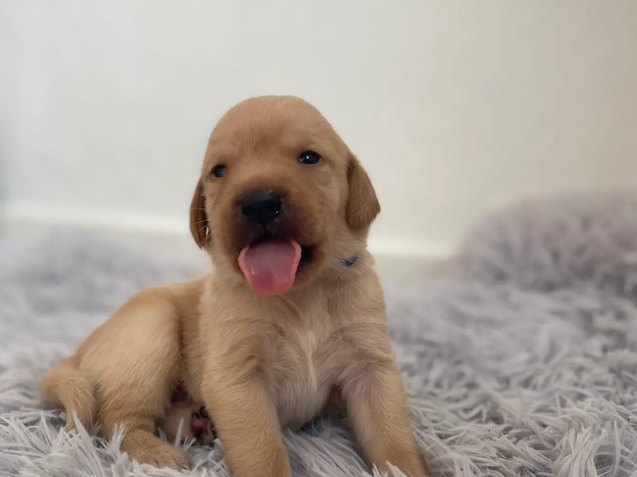 Billede 4 - Labrador hvalpe 