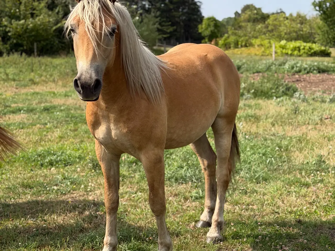 Billede 2 - 2 års haflinger