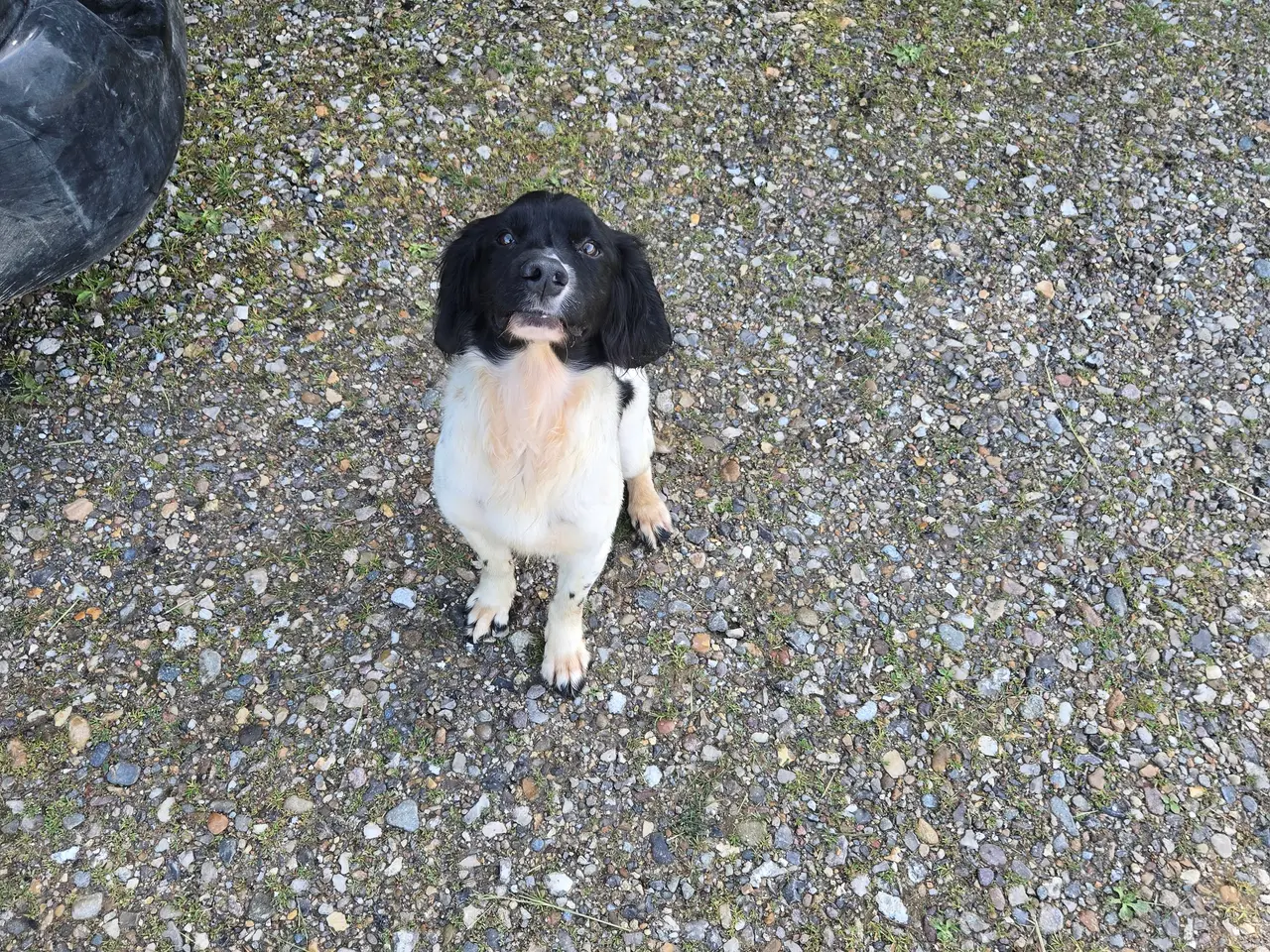 Billede 1 - Cocker spaniel