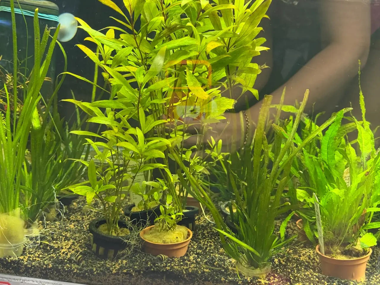Billede 12 - Super flotte akvarieplanter fra 10kr.