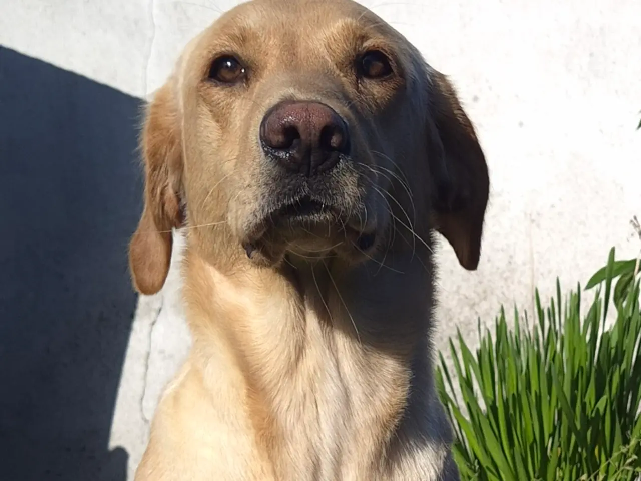 Billede 3 - Labrador formel 1.