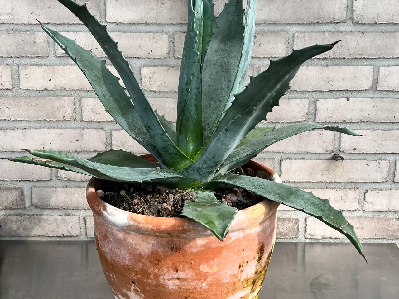 Billede 1 - Agave stor ca 70 cm , i  og med 30cm potte