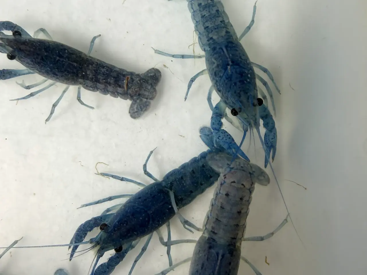 Billede 17 - đ±Wow FLOTTE BlĂ„ Florida Krebs Procambarus alleni