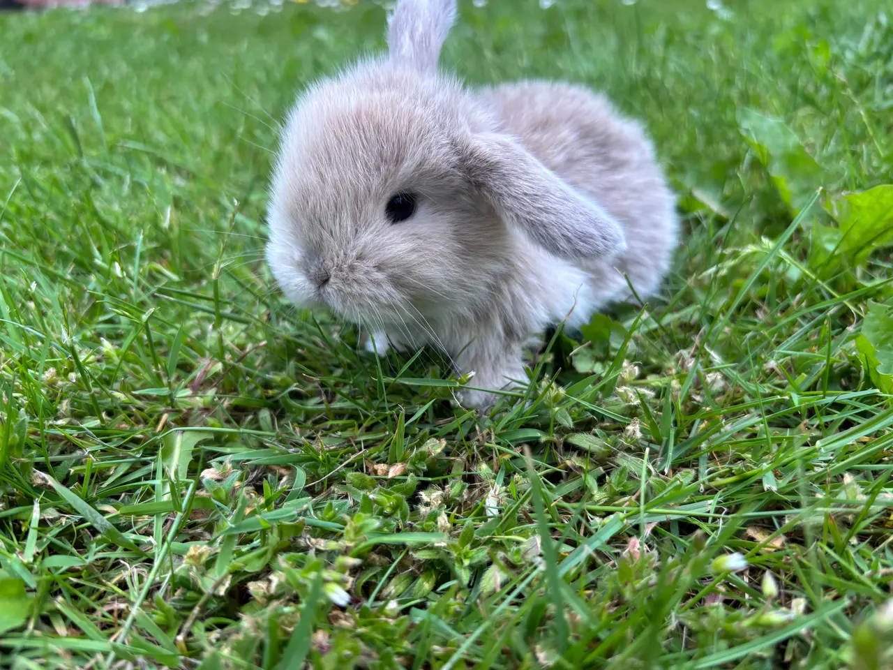 Billede 12 - Små minilop kaninunger🐰🐰