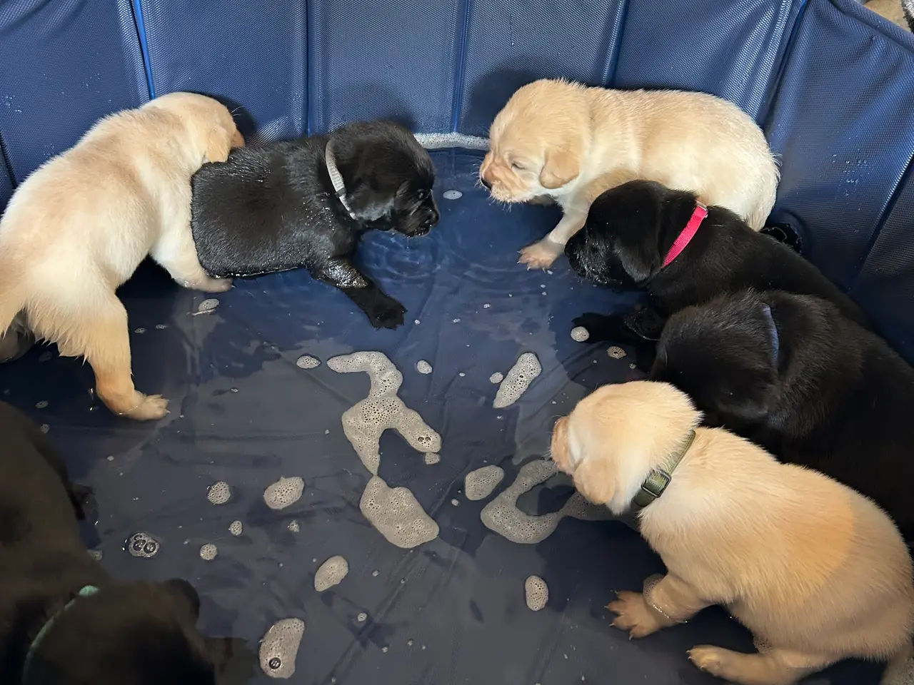 Billede 3 - 🐶 Labradorhvalp F1 søger kærligt hjem 