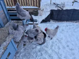 Rugeæg perlegrå maran 