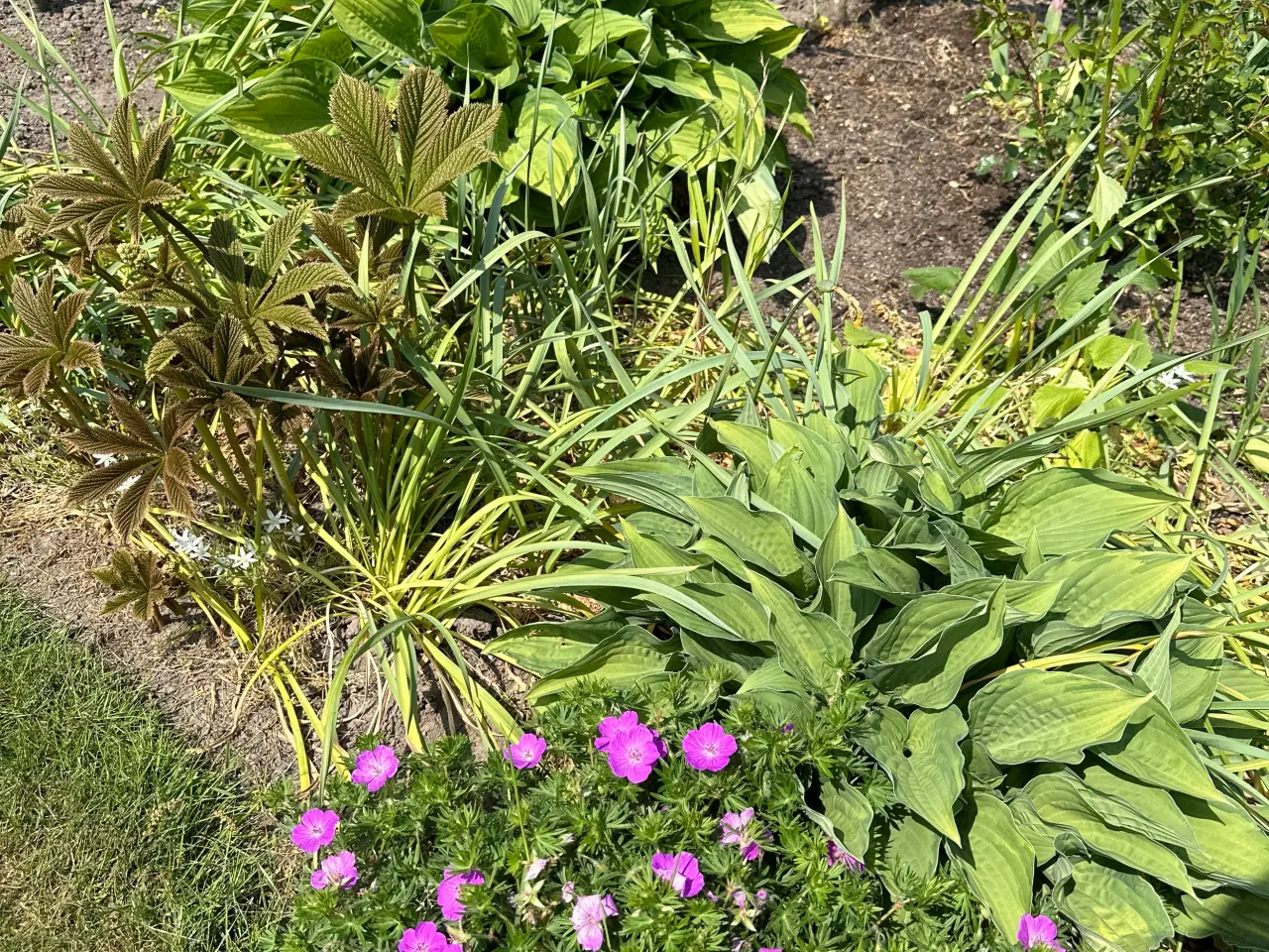 Billede 4 - Husløg, Buskbom,Hosta, kastanjebusk, Havehibiscus