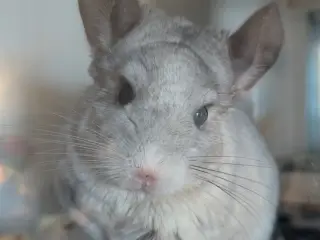 Chinchilla han Bobby 