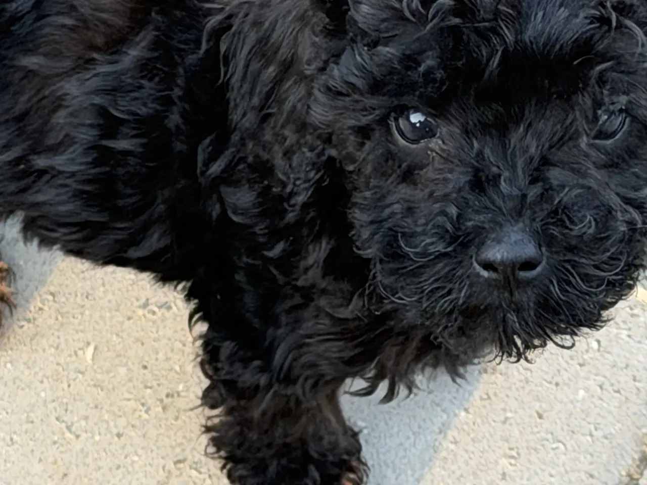 Billede 14 - Cavapoo hvalpe Rejseklar 🧳❤️🐾