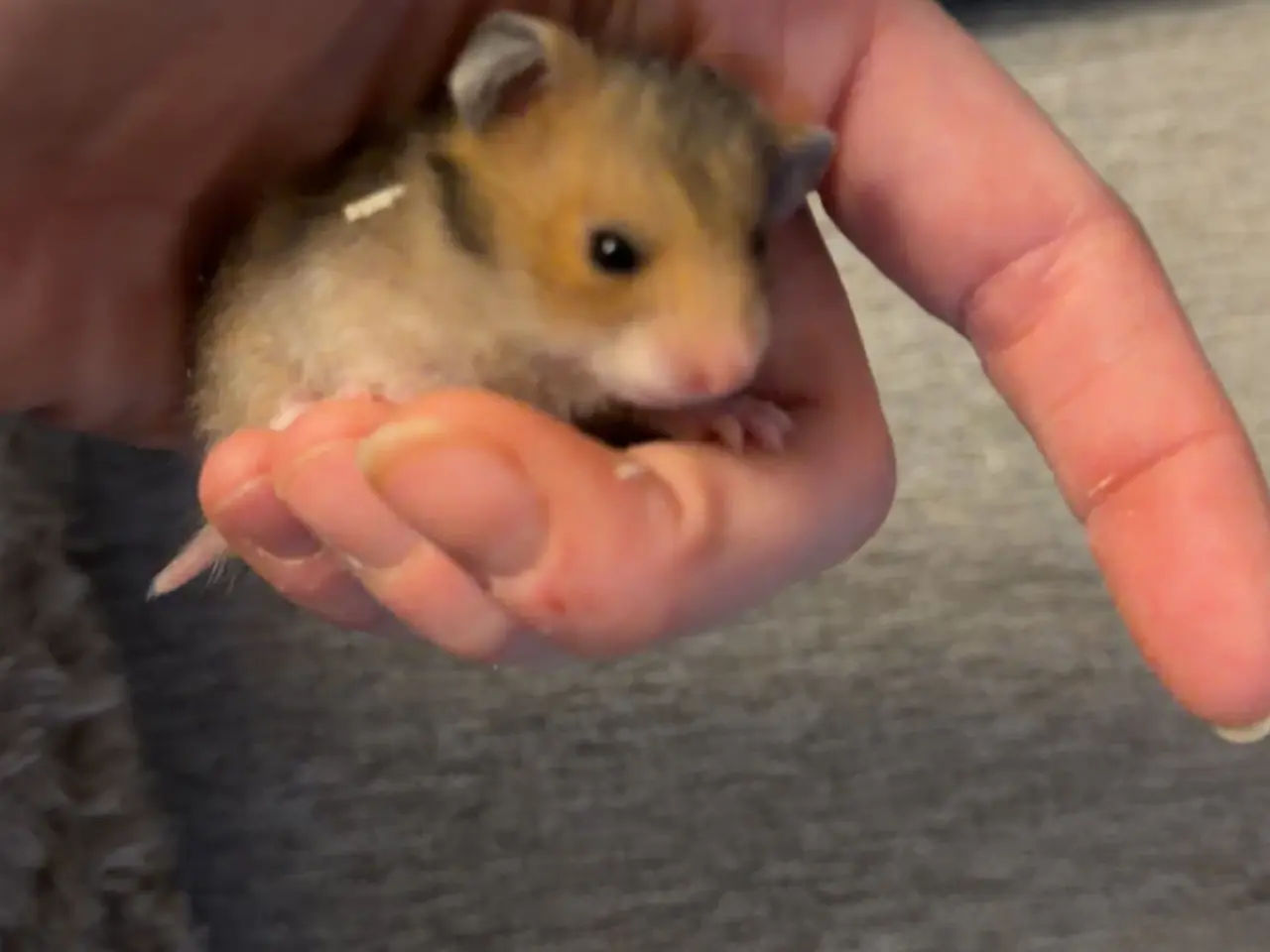 Billede 4 - Guldhamster unger