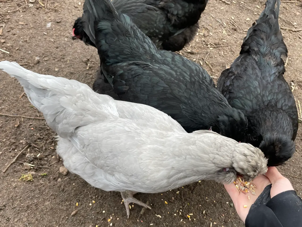 Billede 14 - Engelsk Araucana kyllinger