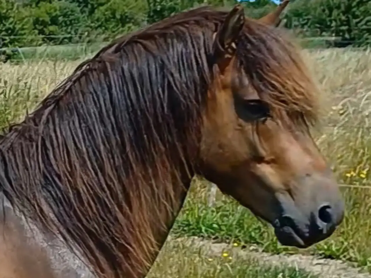 Billede 3 - dejlig pony vallak til salg