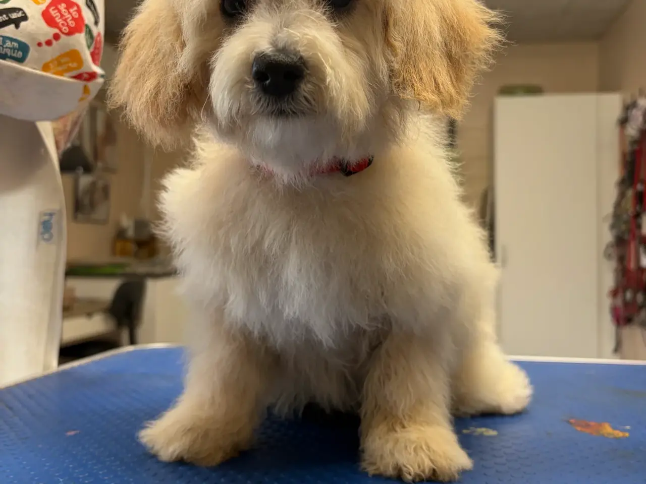 Billede 20 -  Maltipoo pige søde selma