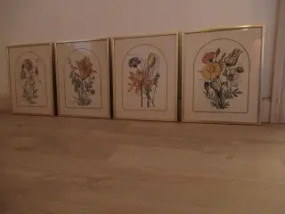 Blomsterbilleder 