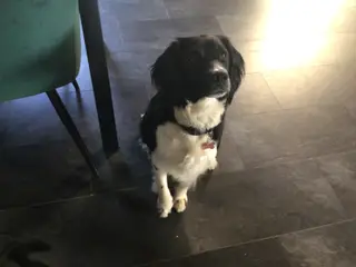 Ft springer/ Engelsk Setter