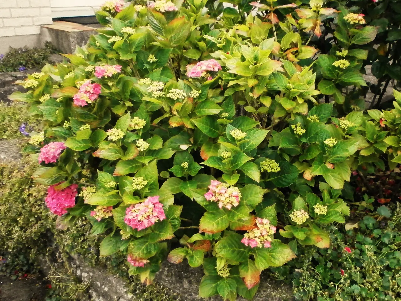 Billede 2 - Stor Lyserød, blændet farve Hortensia busk