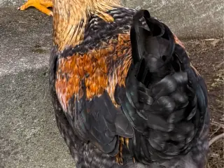 5 haner ønsker nyt hjem