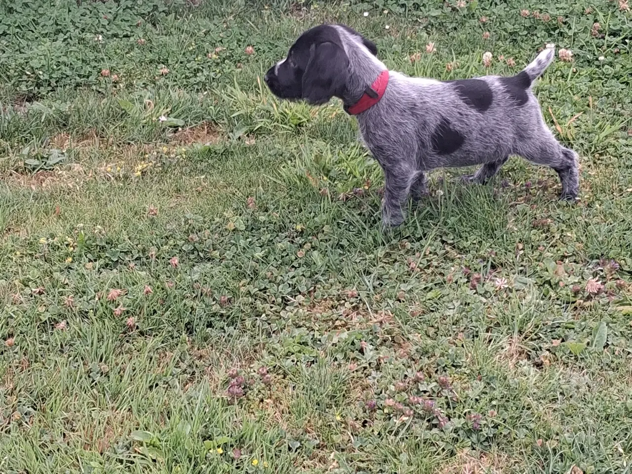 Billede 9 - Ruhåret hønsehund hvalpe
