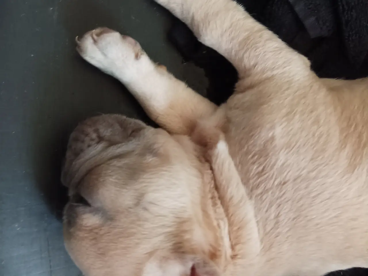 Billede 6 - Hundehvalpe søger nye hjem