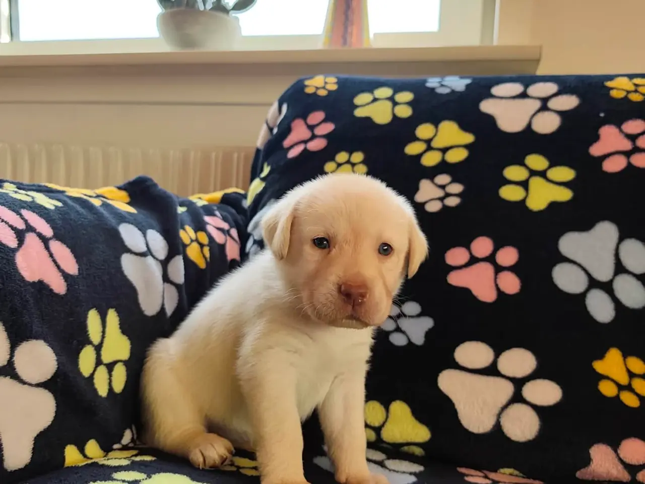 Billede 3 - Skønne gammeldags Labrador hvalpe.
