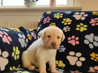 Skønne brune Labrador hvalpe og ‘en smuk isbjørn - 3