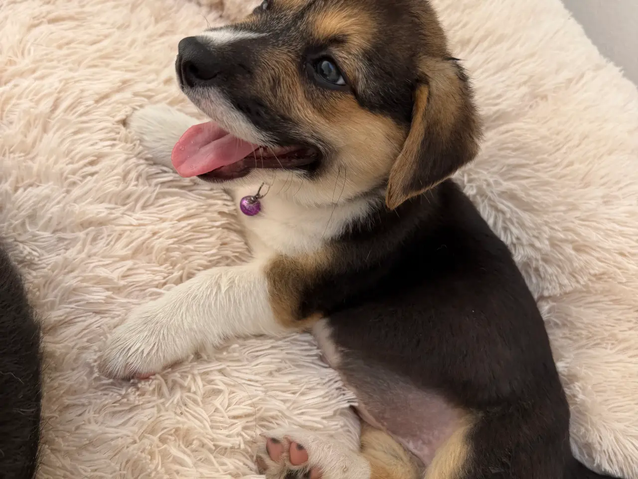 Billede 13 - Corgi Pembroke hundehvalpe