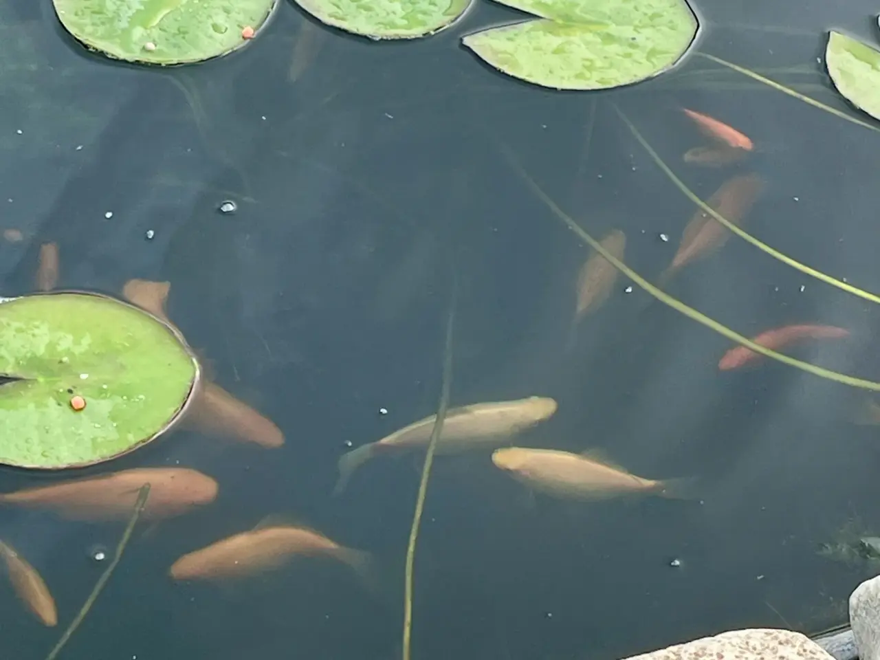 Billede 5 - Store flotte guldfisk
