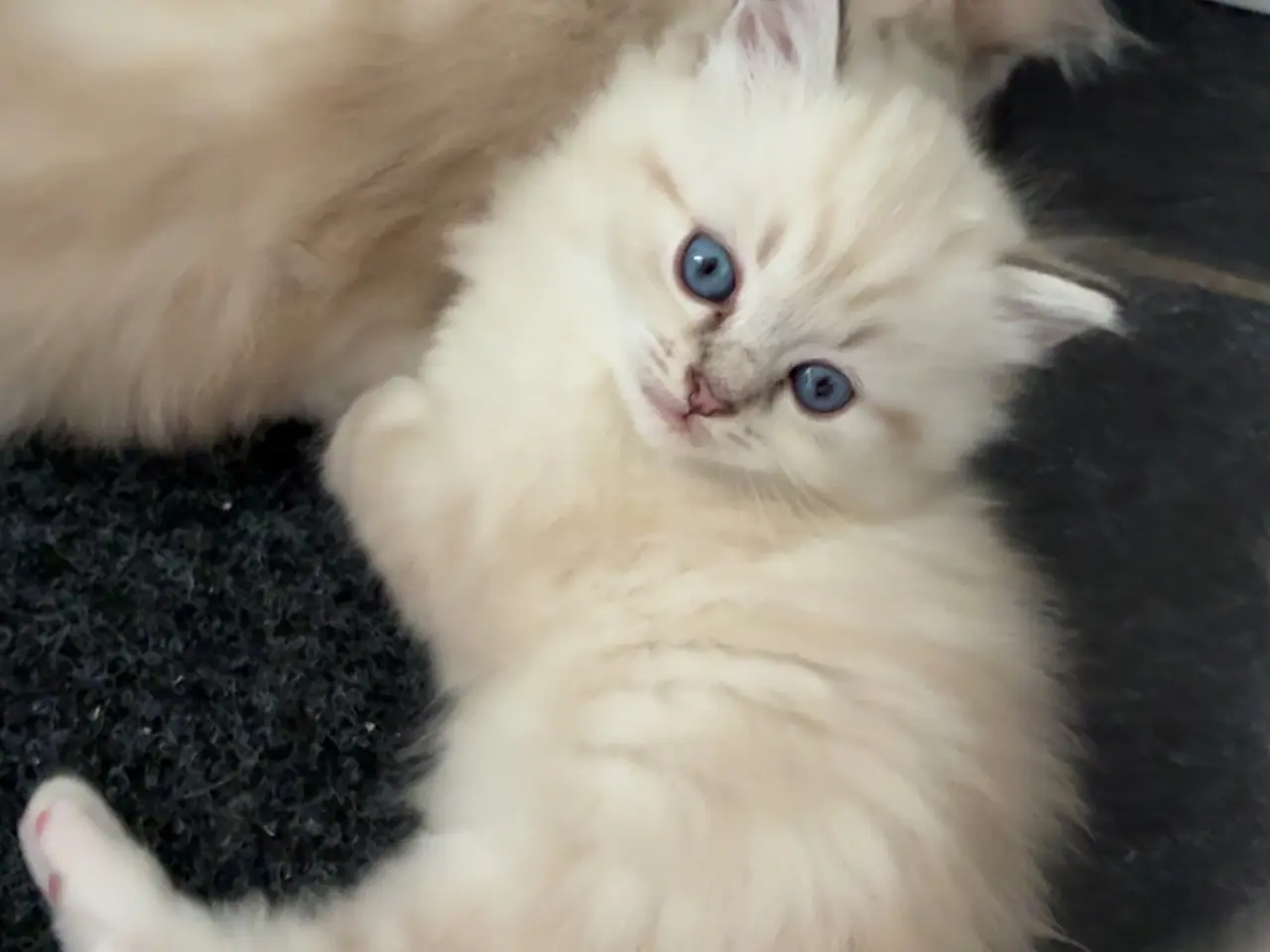 Billede 5 - Ragdoll/British baby