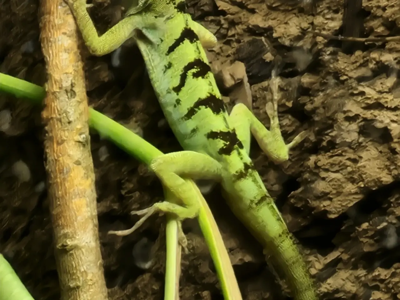 Billede 4 - Anolis roquet salinei 1,1