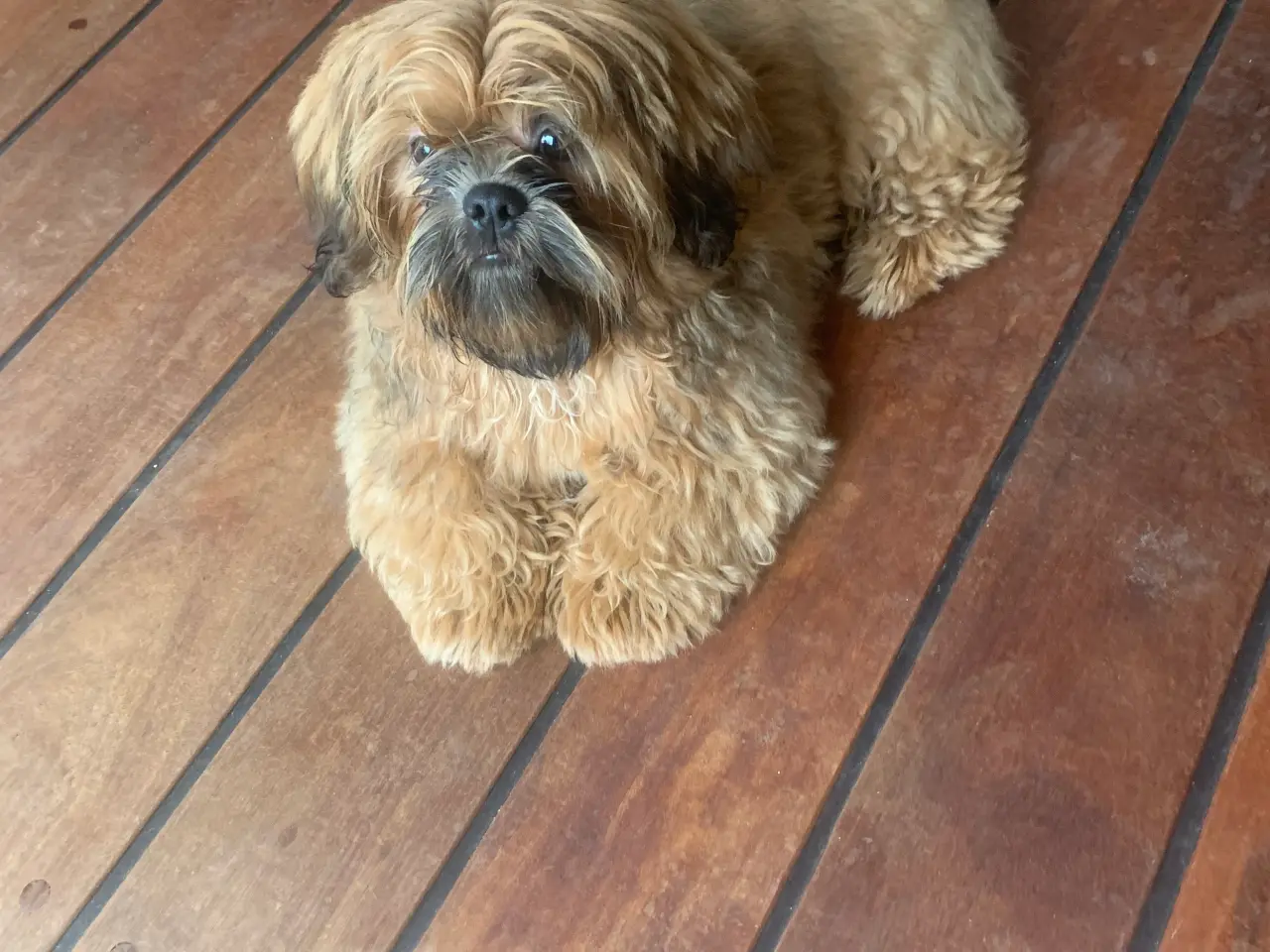 Billede 4 - Shih Tzu Vil du på date med mig