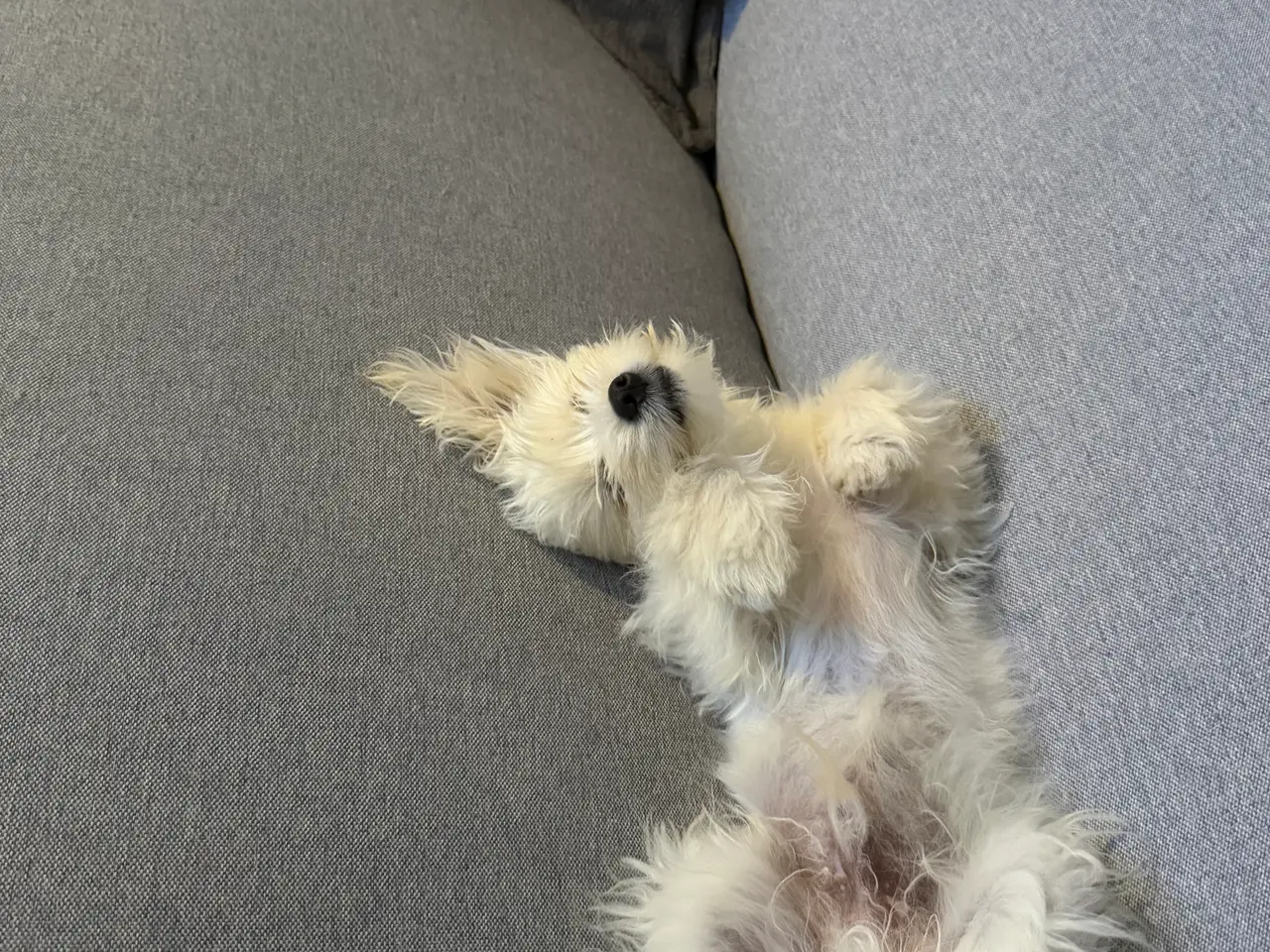 Billede 4 - Maltipoo søger sit sidste hjem❤️