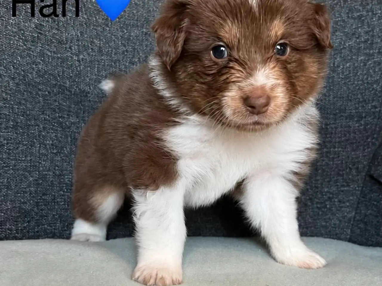 Billede 5 - Australian Shepherd
