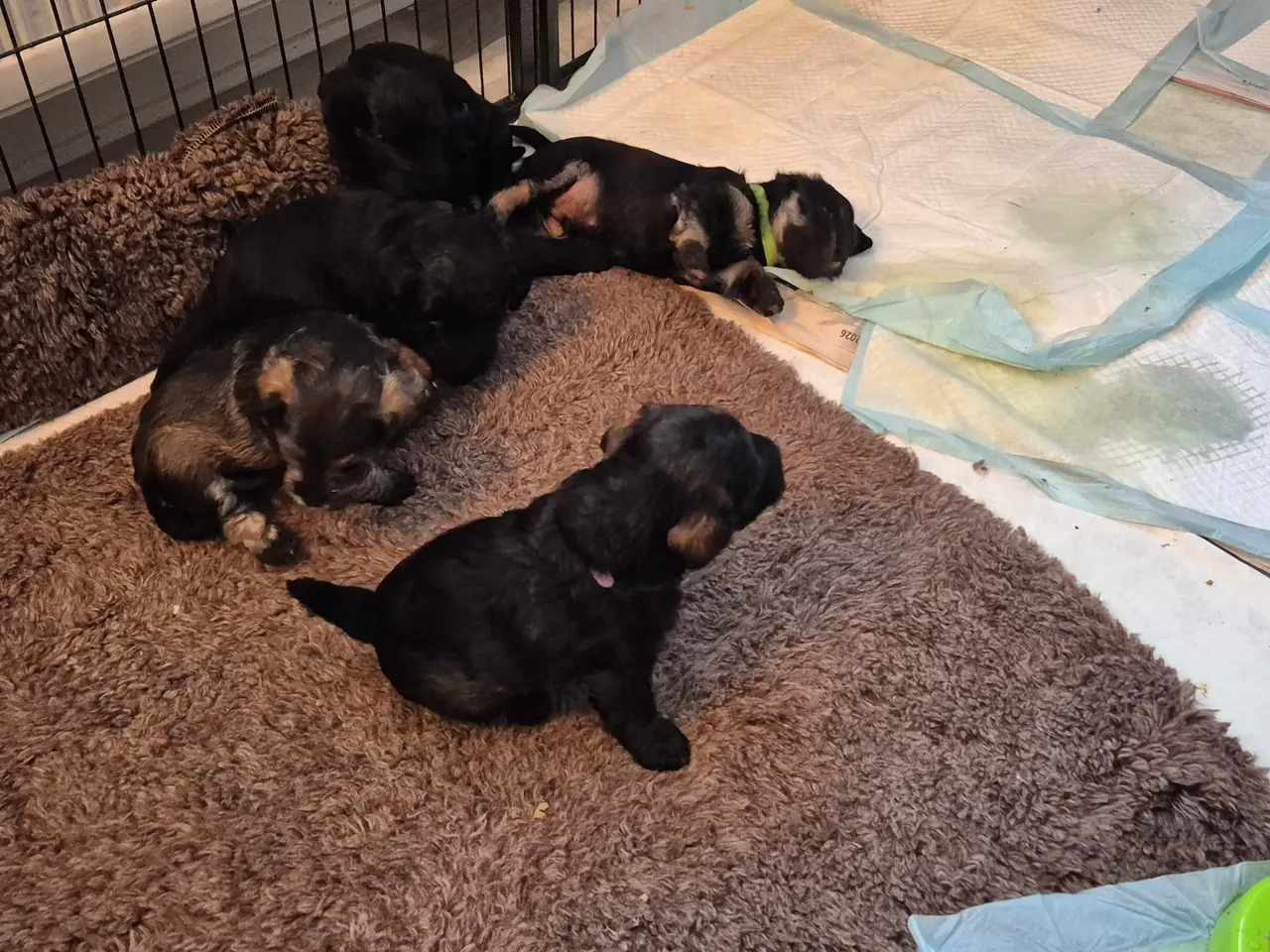 Billede 13 - Poo Schnauzerpoo puddel
