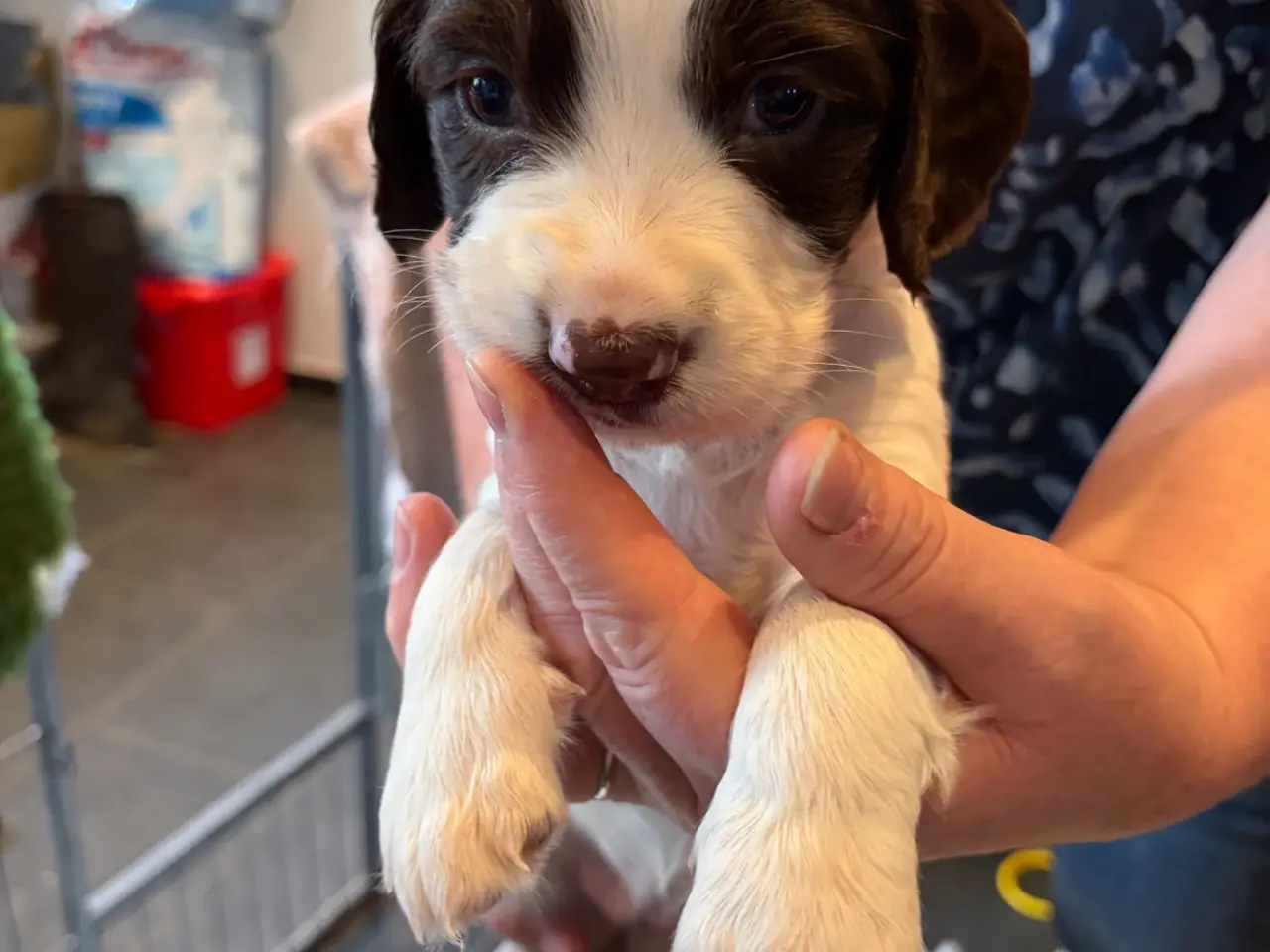 Billede 7 - Ft. Springer Spaniel hvalpe !