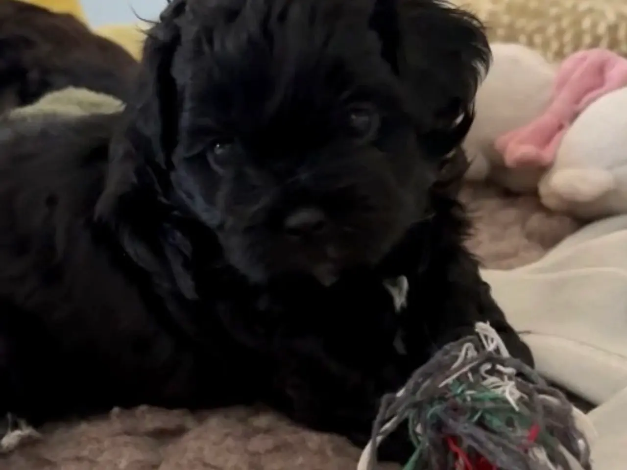 Billede 3 - Toy Shihpoo hvalpe. 3 drenge