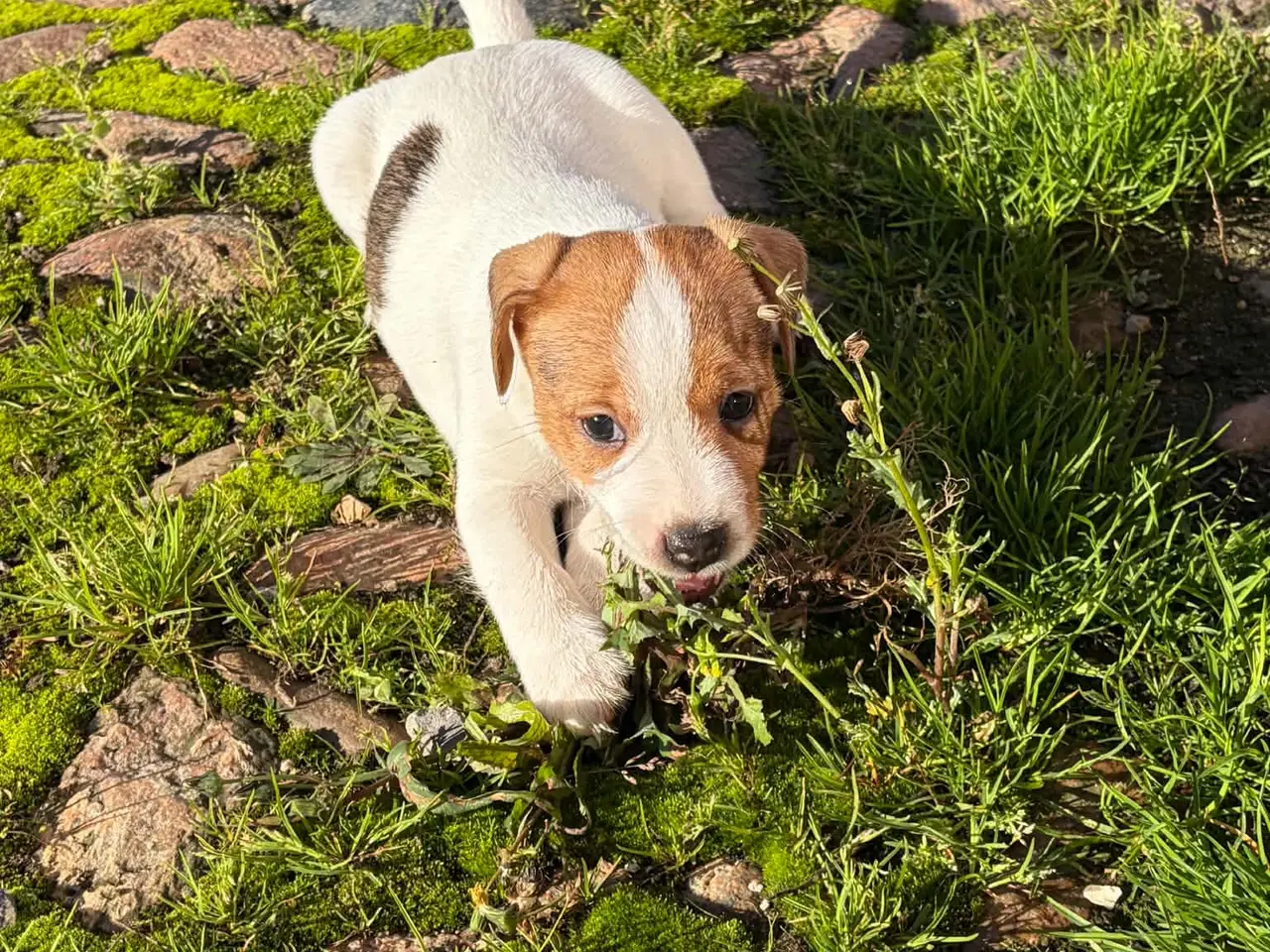 Billede 4 - Jack Russel (Parson) hvalpe, 3 hanner, 2 tæver