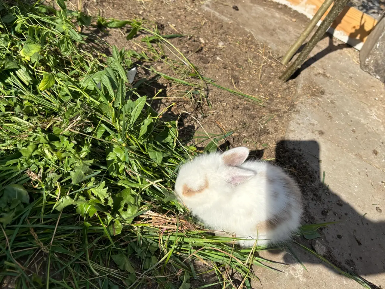 Billede 6 - Løvehoved kanin unger sælges 🐰