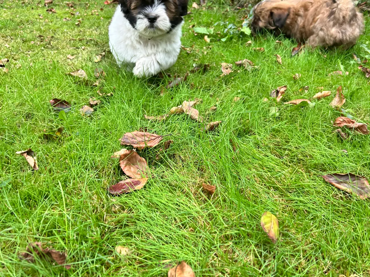 Billede 3 - 3 Lhasa Apso hvalpe, drenge
