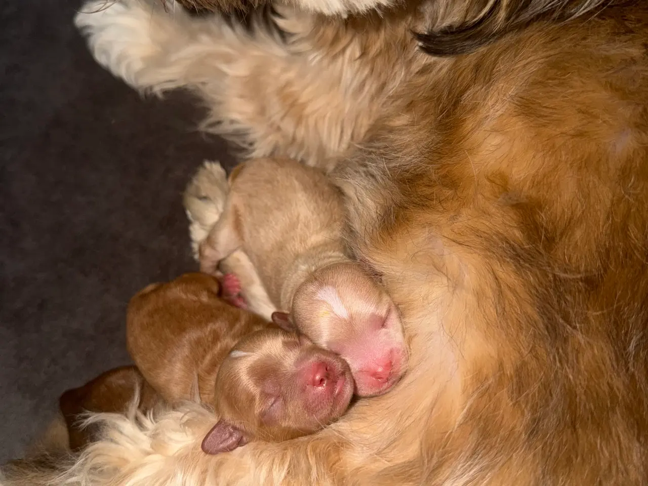 Billede 5 - HELT NYE Shih-Poo hvalpe 