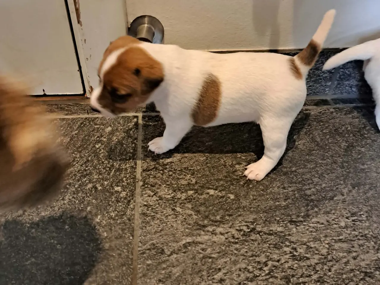 Billede 9 - Jack Russel Terrier