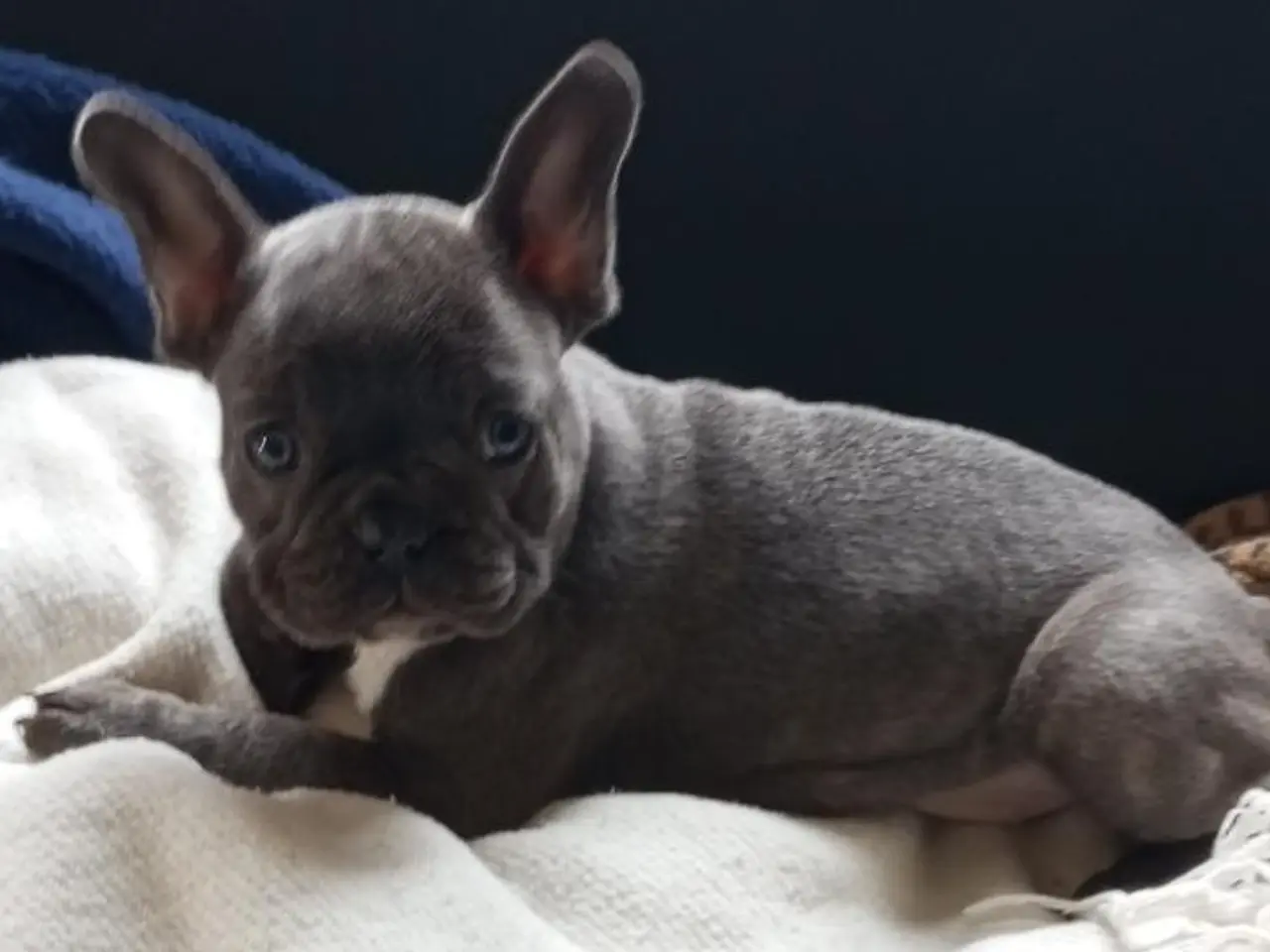 Billede 7 - De dejligste Fransk bulldog hvalpe sælges.