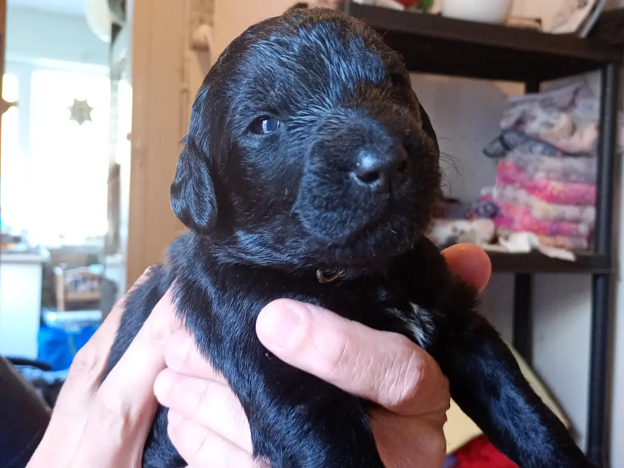 Billede 5 - Labragoldendoodle klar 1. september